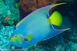 BD-101208-Cozumel-2876-Holacanthus-ciliaris-(Linnaeus.-1758)-[Queen-angelfish].jpg